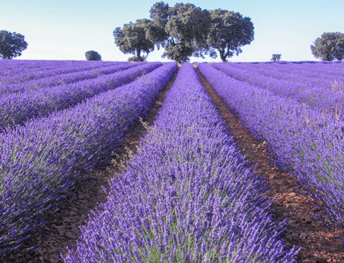 SULLA ROTTA DELLA LAVANDA